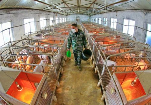  CÔNG NGHỆ SIÊU TỐC GIÚP THAY THẾ PROTEIN ĐẬU NÀNH TRONG THỨC ĂN CHĂN NUÔI CỦA TRUNG QUỐC