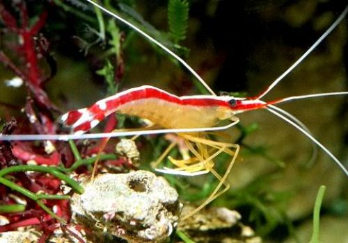 Tôm vệ sinh Thái Bình Dương