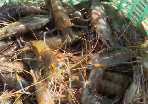 Tôm càng xanh trúng mùa, được giá