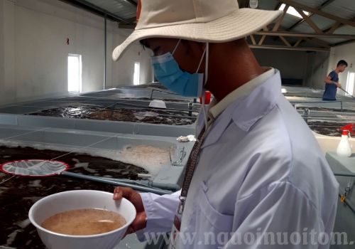 Nuôi tôm Quảng Nam: Cơ hội mở ra từ sản xuất tôm giống sạch