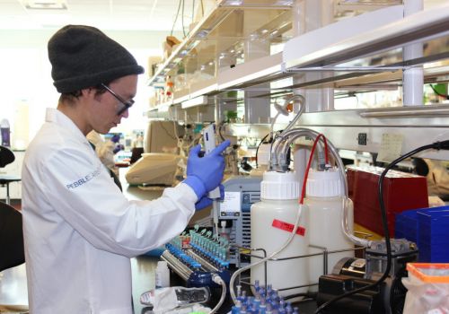 Vi khuẩn: Giải pháp mới đánh bại các bệnh nguy hiểm trên tôm