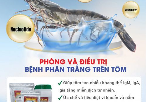Giải pháp điều trị dứt điểm bệnh phân trắng trên tôm