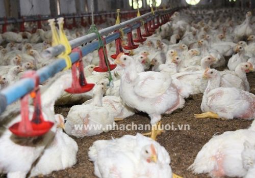 Nhìn lại thị trường sản phẩm chăn nuôi tháng 5.2021