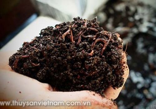 Ứng dụng trùn quế trong nuôi tôm