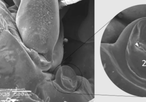 Con đường xâm nhập WSSV cho tôm nuôi