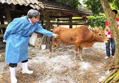 Nhiều địa phương chưa thực hiện tốt chỉ đạo của Thủ tướng trong phòng, chống dịch bệnh viêm da nổi cục