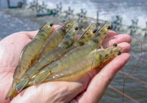 Việt Nam đứng thứ 3 về cung cấp thủy sản cho Hàn Quốc