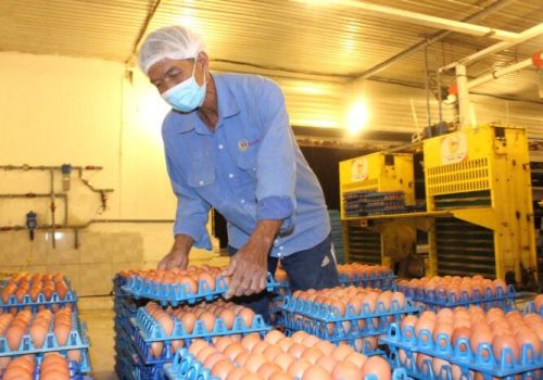 Đẩy nhanh mức tiêu thụ trứng trung bình toàn cầu lên 365 quả