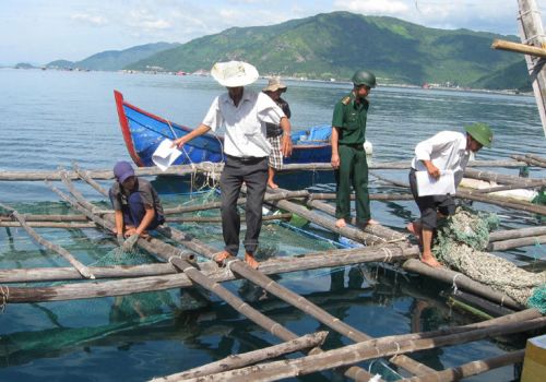 Khó giải tỏa lồng bè nuôi thủy sản trái phép tại Vũng Rô trong năm nay