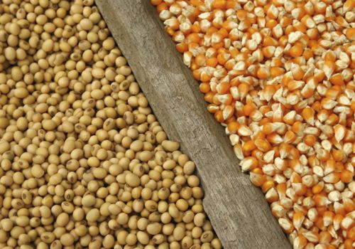 Triển vọng nguồn cung thức ăn chăn nuôi trong giai đoạn tới khá tích cực