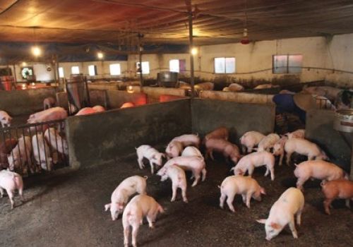 Xử lý chuồng trại heo trước khi tái đàn