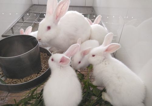 Xử lý khi thỏ bỏ ăn, chết hàng loạt