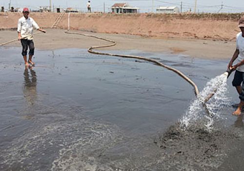 Xử lý nền đáy ao đất trong nuôi tôm