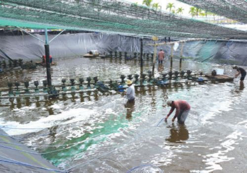 Yêu cầu kỹ thuật nuôi tôm thẻ chân trắng 3 giai đoạn