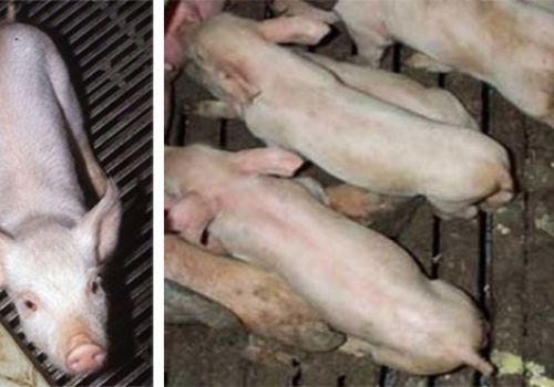 Nguyên nhân và cách điều trị bệnh cầu trùng ở heo con