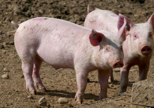 Cách tính lượng thức ăn cho heo thịt để tối ưu chi phí