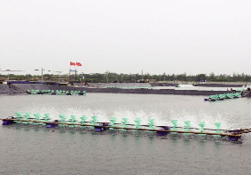 An toàn nuôi tôm mùa mưa, lũ