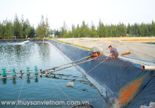 An toàn tôm nuôi mùa nóng