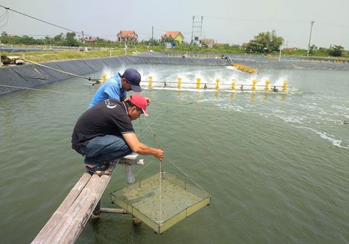Giải pháp bền vững cho ngành tôm