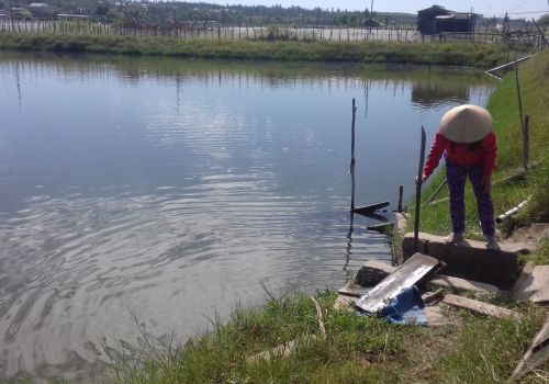 Phòng trừ dịch bệnh tôm