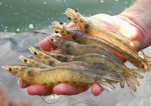 Vai trò của Beta-Glucan và tỏi trong kích thích các hoạt động miễn dịch ở tôm