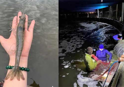 5 mô hình nuôi tôm công nghệ cao hot nhất