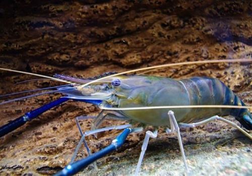 Ảnh hưởng của nitrat đến tăng trưởng và tỉ lệ sống của ấu trùng tôm càng xanh