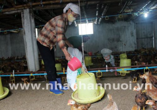 Ảnh hưởng của việc bổ sung glycine, serine và threonine trong khẩu phần của gà thịt có mức protein thấp