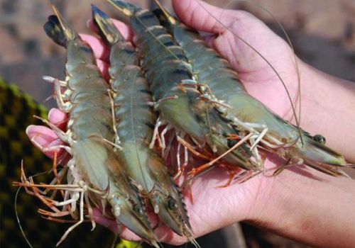 Ảnh hưởng sốc độ mặn trong giai đoạn thả giống lên sinh trưởng của tôm sú ương.