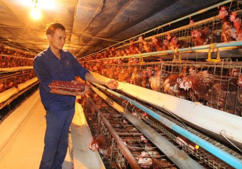 Đồng Nai: Chăn nuôi tăng trưởng tốt trong năm 2021