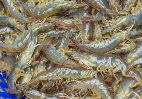 Từ năm 2020 tới nay xuất khẩu tôm sang Nga tăng mạnh