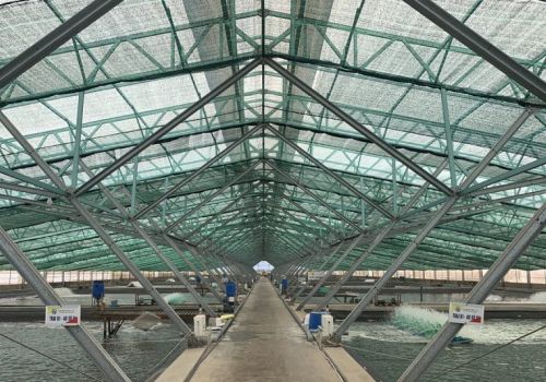 Bình Định: Đẩy mạnh nuôi tôm công nghệ cao