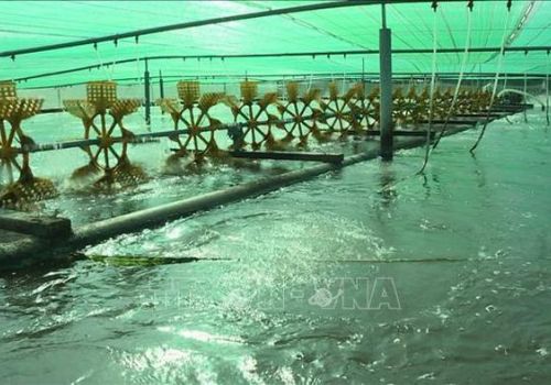 Giá tôm nguyên liệu tăng trở lại, người dân tích cực thả giống