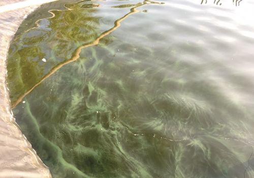 Cách xử lý ao nuôi tôm trải bạt đáy bị nhớt bạt