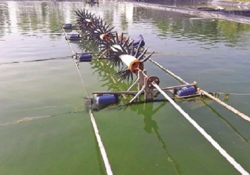 Các cách gây màu nước cho ao tôm hiện nay