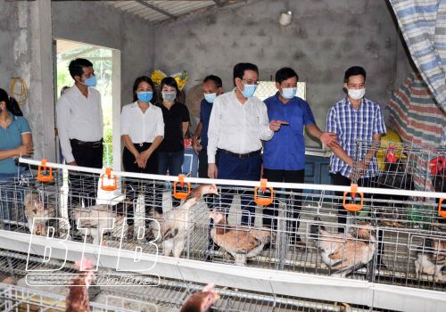 Áp dụng khoa học kỹ thuật nuôi gà Tò