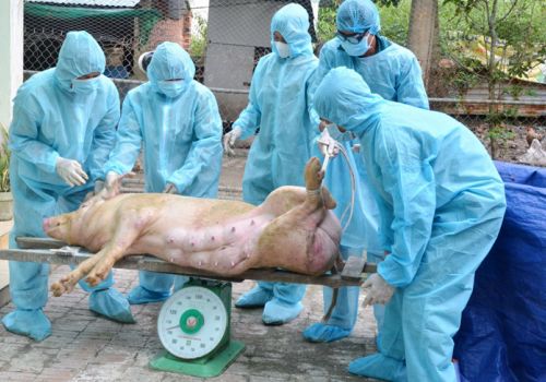 Chăn nuôi heo: “Ngóng” vaccine ASF