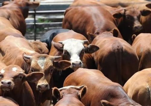 Hạn hán kéo dài khiến giá thịt bò ở Mỹ tăng cao kỷ lục