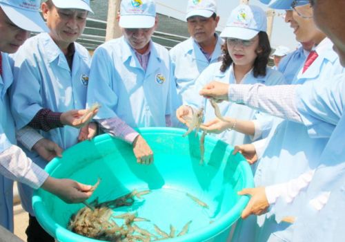Bạc Liêu: Quyết tâm trở thành ‘thủ phủ’ ngành công nghiệp tôm của cả nước