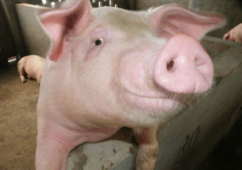 Bảng giá heo hơi hôm nay 26/1/2022: Thị trường ba miền Bắc – Trung – Nam đồng loạt tăng