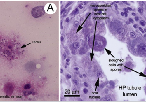 Phát hiện nhanh EHP trên tôm thẻ bằng xét nghiệm RT-RPA