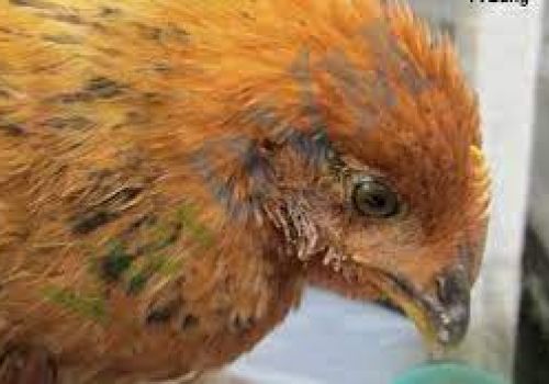 Bệnh đầu đen (Bệnh viêm gan ruột truyền nhiễm) trên gà