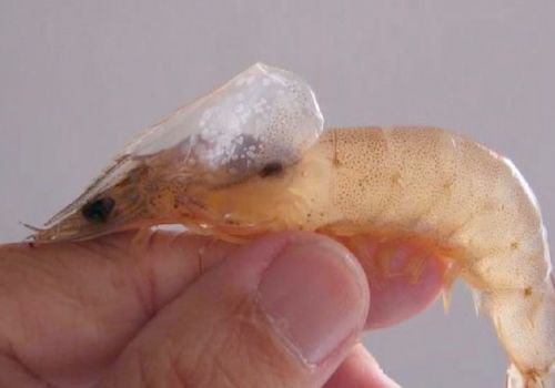 Xử lý ao nuôi khi khi bị đốm trắng