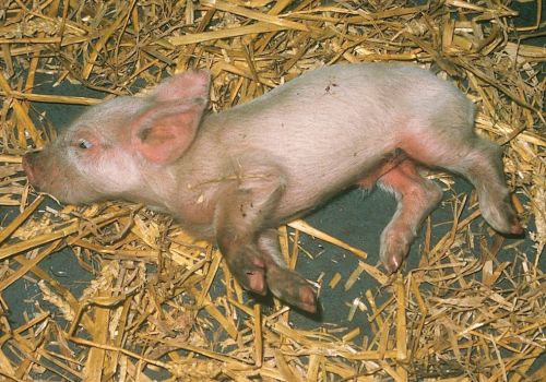 BỆNH GIẢ DẠI Ở LỢN (PR)