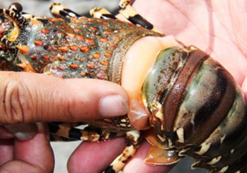 Quản lý EMS trên toàn thế giới