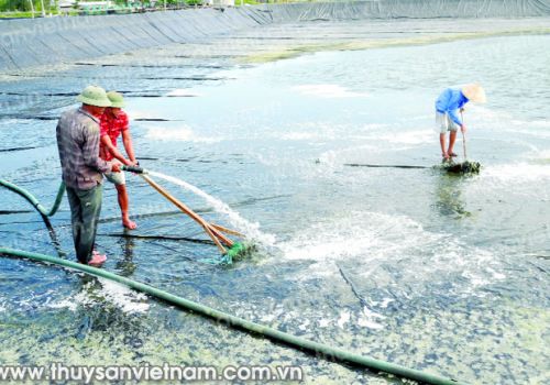 Phòng trị hiện tượng tôm bị teo gan