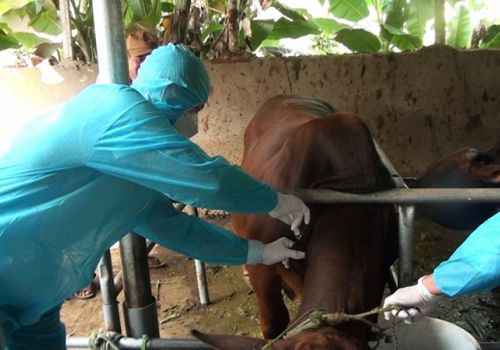 Sơn La khoanh vùng, dập dịch nhiệt thán trên gia súc