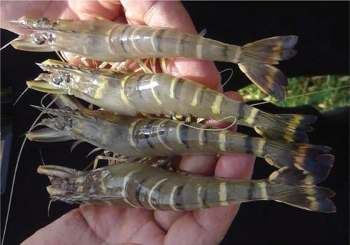 Một số bệnh trên tôm sú