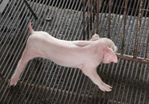 Mẹo đánh bay bệnh đường hô hấp cho heo