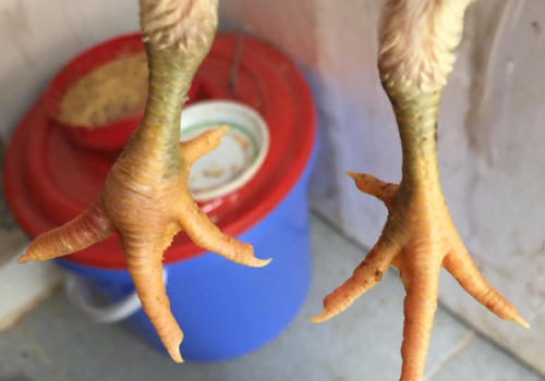 Dấu hiệu gà bị bệnh Gout và cách phòng tránh